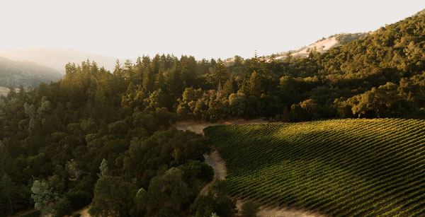 Image of winery on a hillside